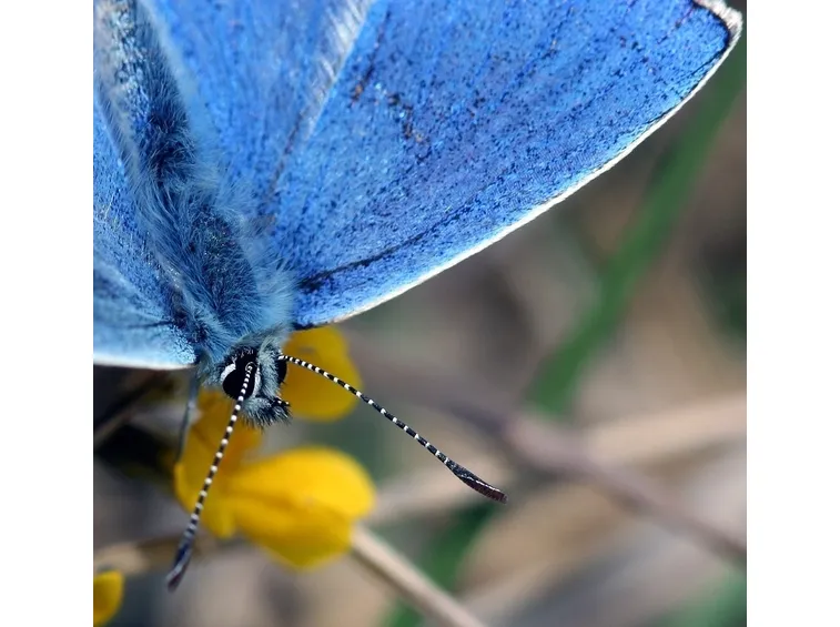 Lepidottero parassita