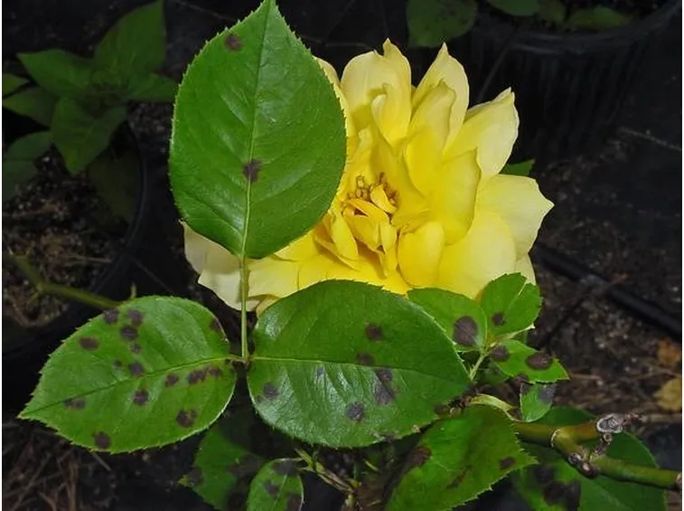 pianta malata