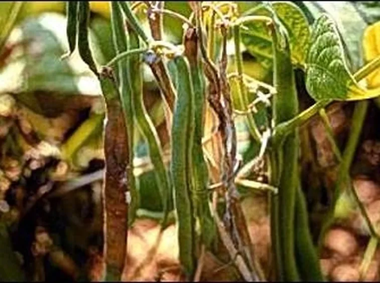 MALATTIE TUMORALI DELLE PIANTE