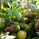 Pianta pomodoro ammalata