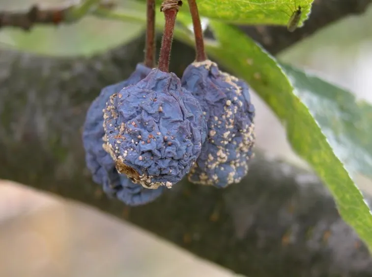 Monilia prugno
