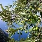mosca dell'olivo
