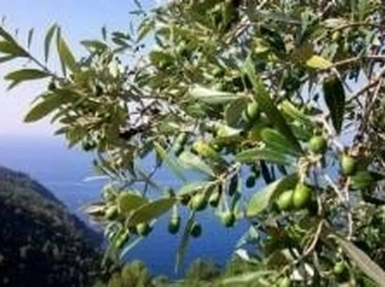 mosca dell'olivo
