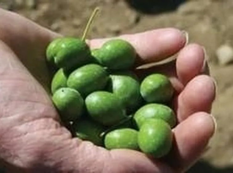 olive segnate