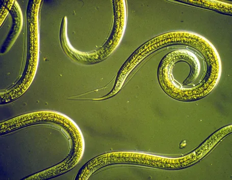 Larve nematodi