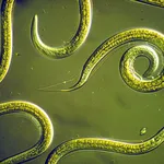 Larve nematodi