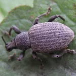 oziorrinco