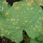 Foglia colpite peronospora