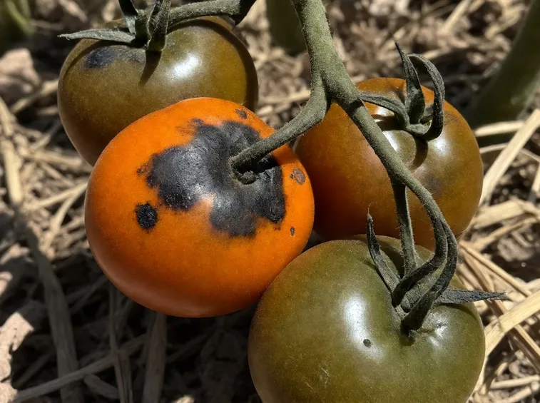 Pomodori malati