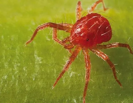 Ingrandimento ragnetto rosso