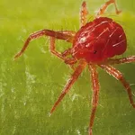 Ingrandimento ragnetto rosso