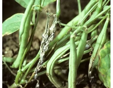 ortaggi malati di sclerotinia