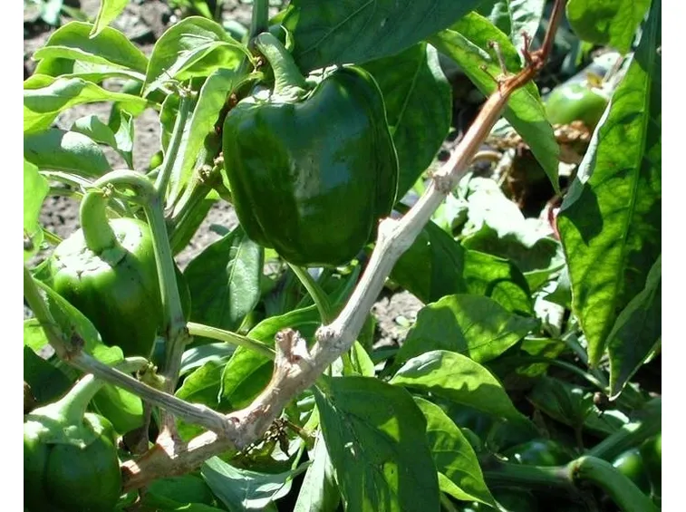sclerotinia ortaggi