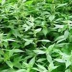 parietaria