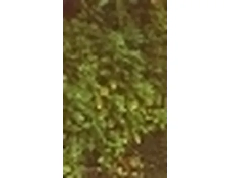 parietaria