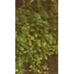 parietaria