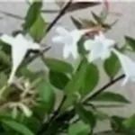 pianta sul balcone