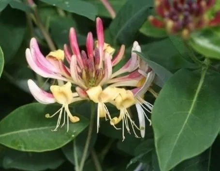 lonicera