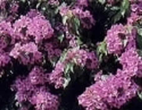 bougainville