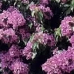 bougainville