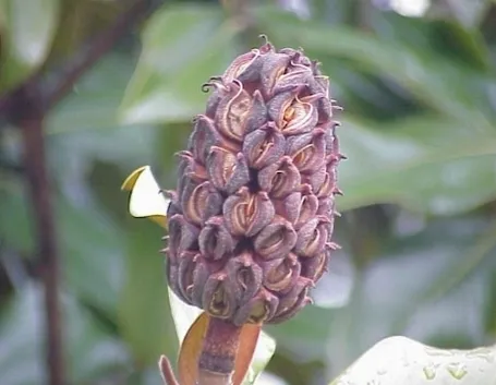 magnolia grandiflora