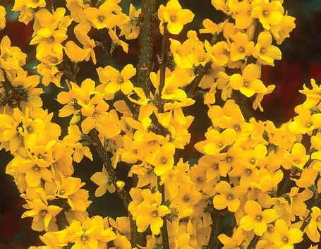 forsythia