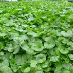 dichondra