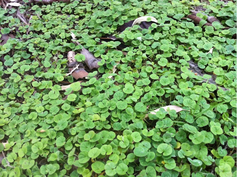 Dichondra repens