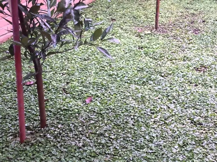 Manto erboso giardino dichondra