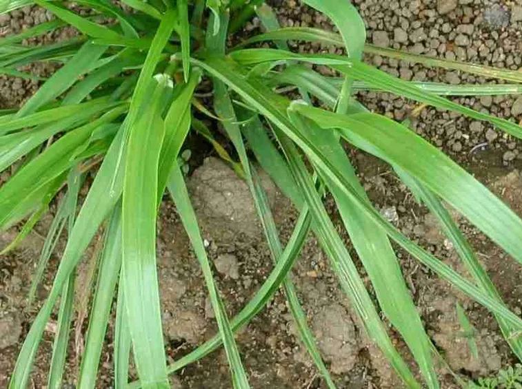 Varietà lolium