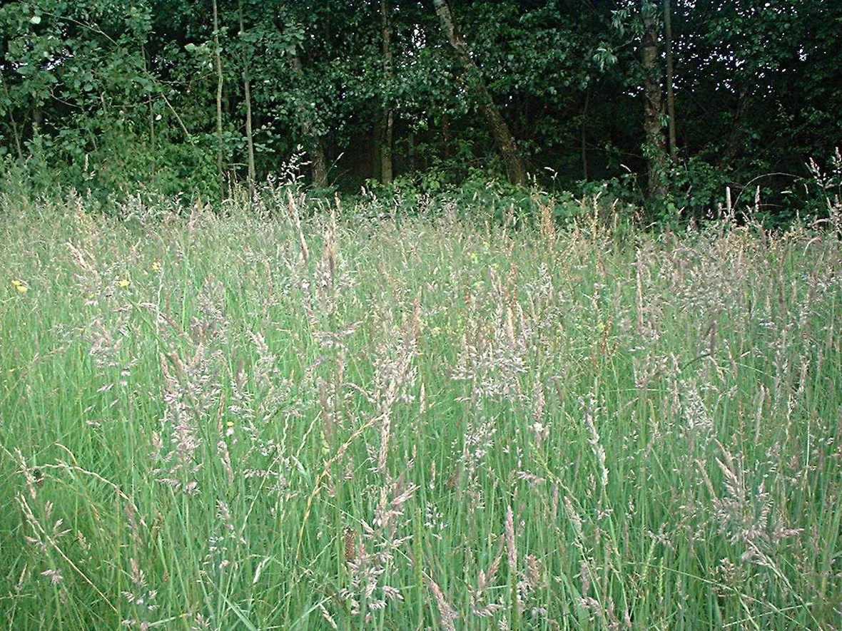 Lolium perenne