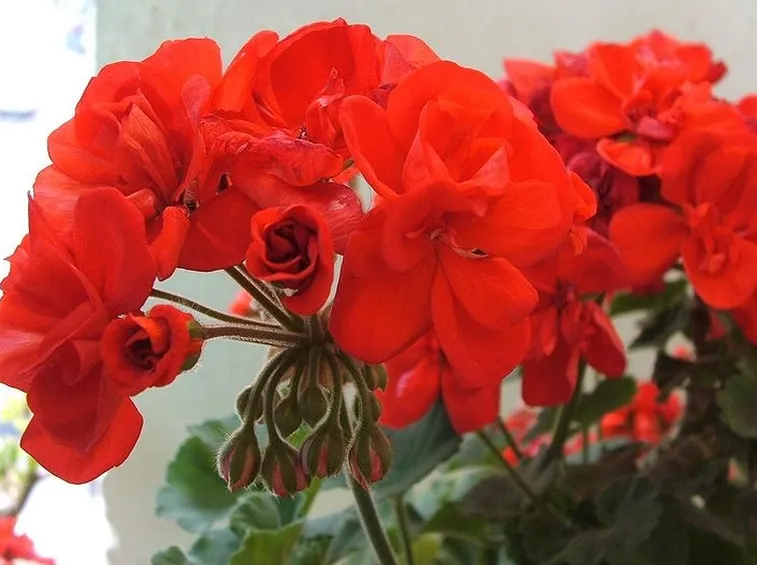 gerani