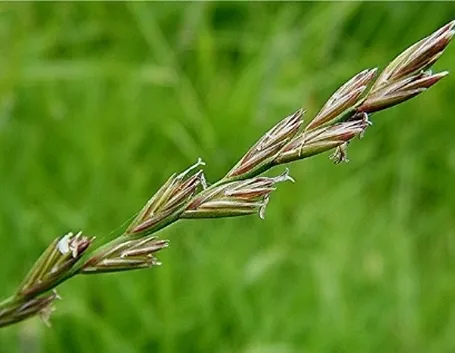 lolium perenne