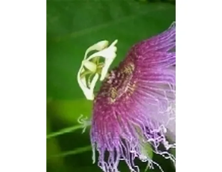 passiflora caerulea
