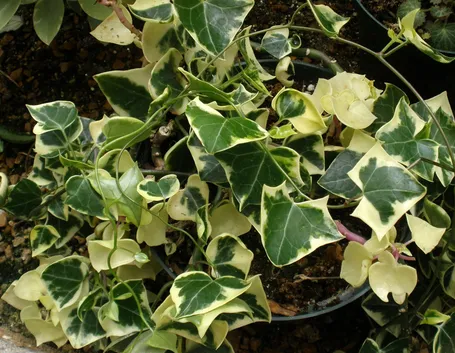 senecio macroglossus