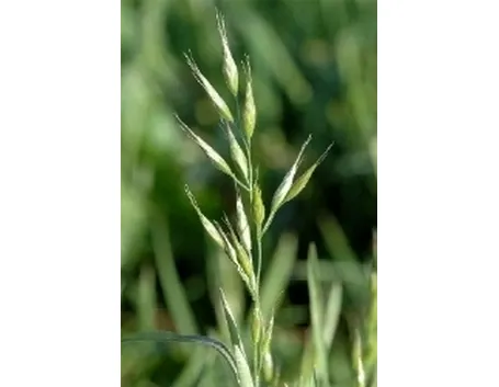 semina prato