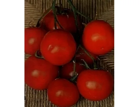 pomodori