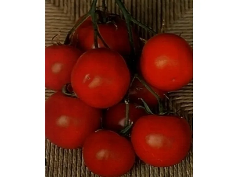 pomodori