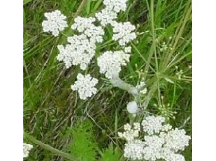 fiori cumino