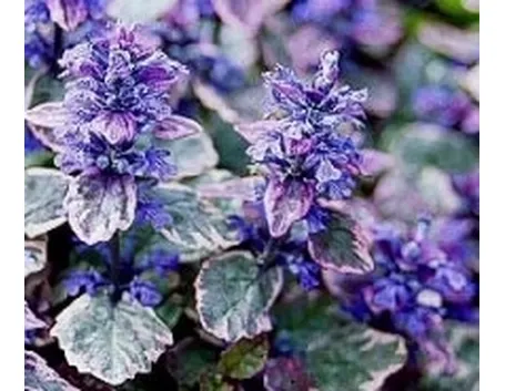 fiori ajuga