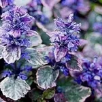 fiori ajuga