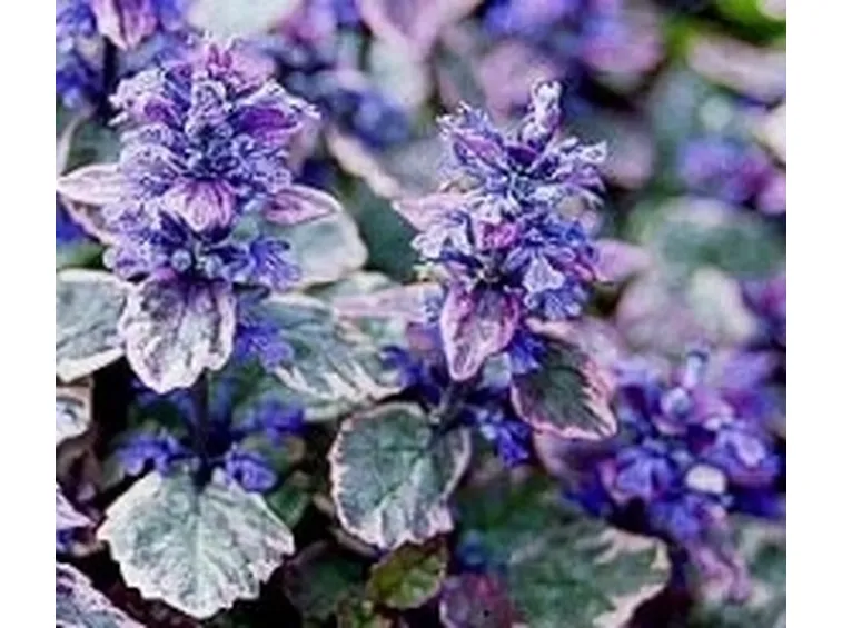 fiori ajuga
