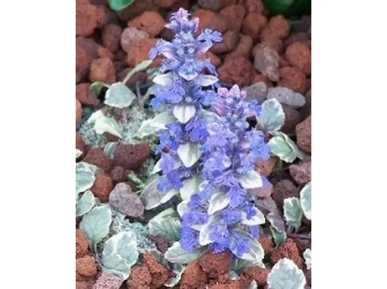 pianta ajuga