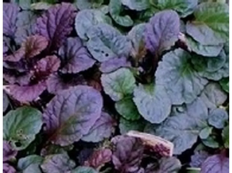 foglie ajuga