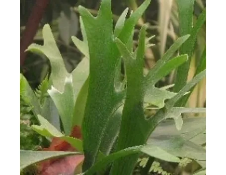 platycerium