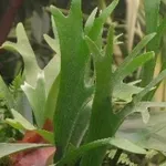 platycerium