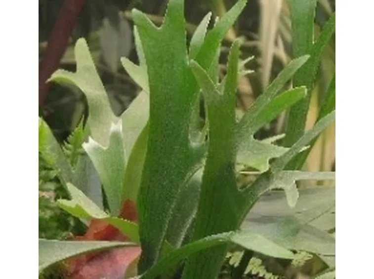 platycerium