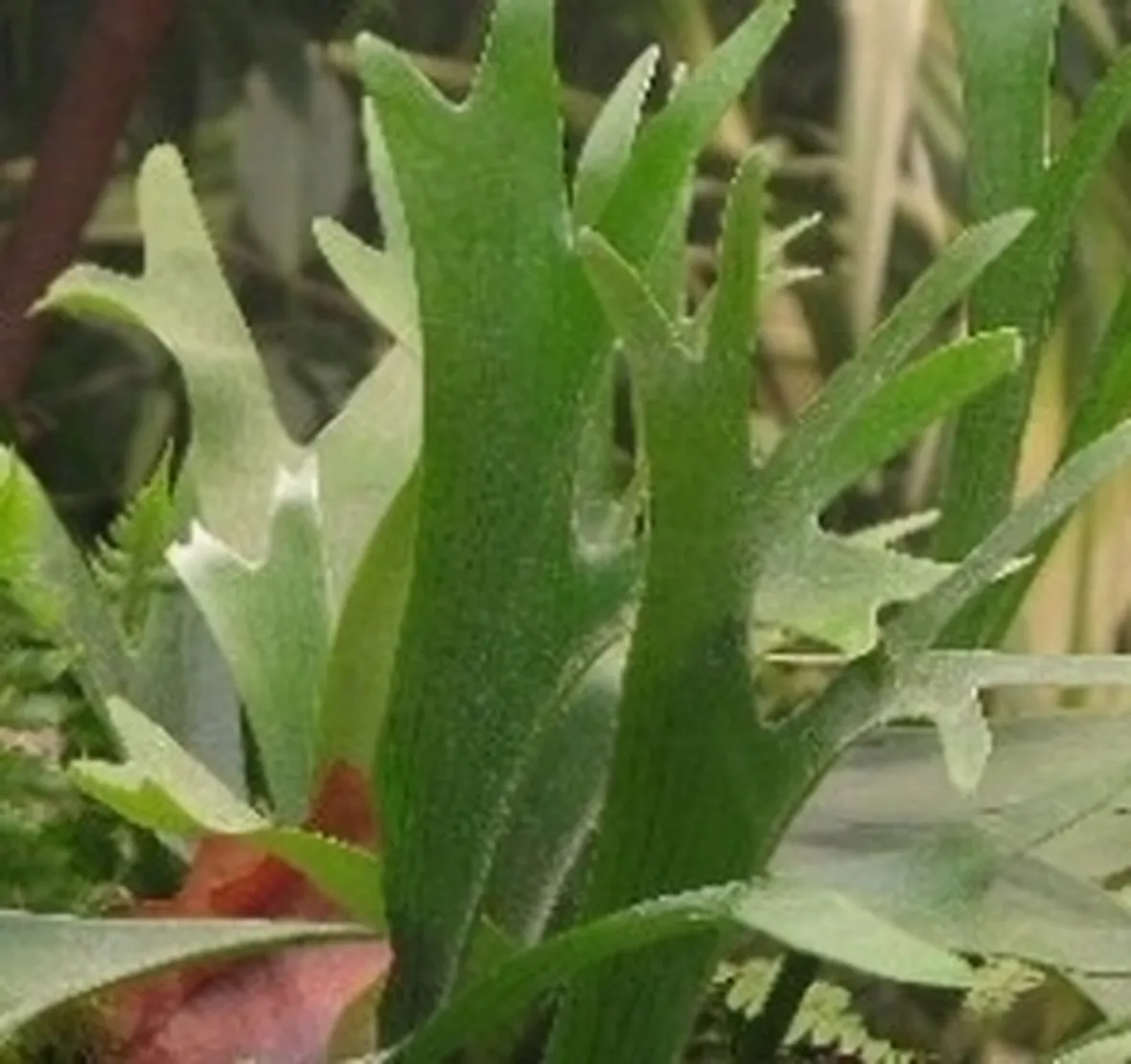 platycerium