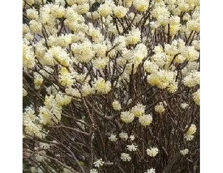 Edgeworthia