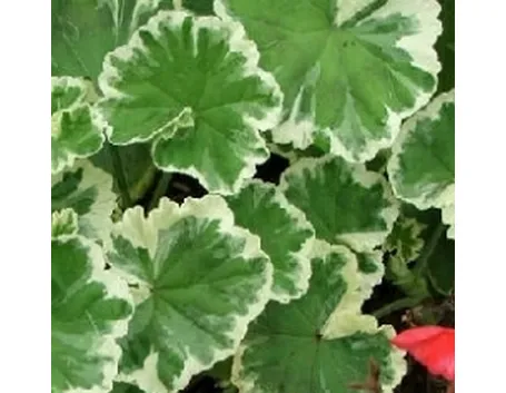 Gerani con foglia colorata